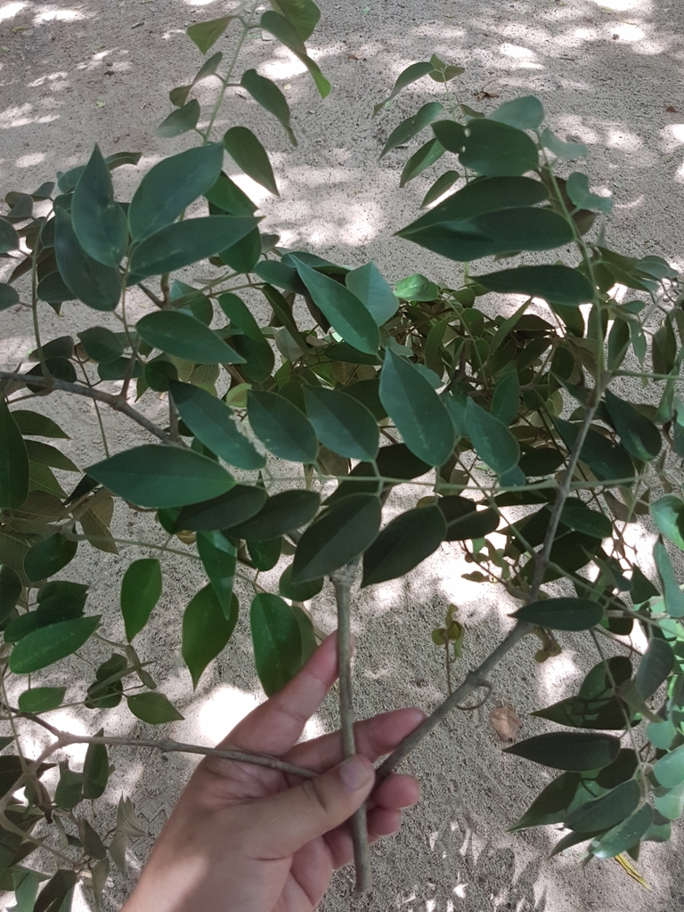 Platymiscium pubescens