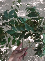 Platymiscium pubescens