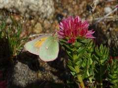 Colias meadii