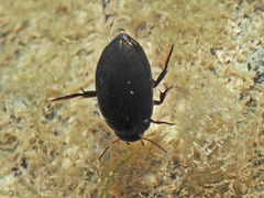 Agabus melanarius