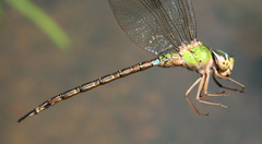 Gynacantha saltatrix