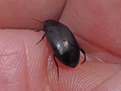 Agabus melanarius