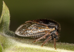 Stictocephala basalis