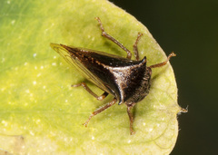 Stictocephala basalis