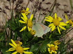 Colias meadii