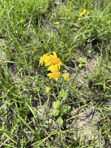 Leopard's-bane (Arnica acaulis)