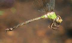 Gynacantha saltatrix
