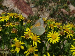 Colias meadii