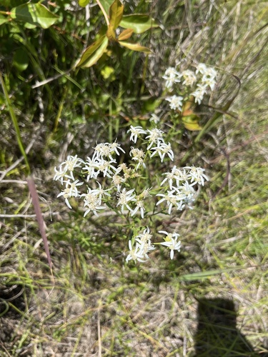 Narrowleaf Whitetop Aster (Sericocarpus linifolius)