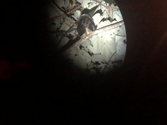 Pulsatrix perspicillata