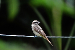 Variegated Flycatcher photo 4