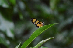 Methona themisto