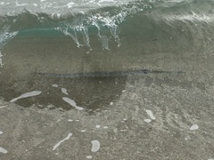 Fistularia tabacaria