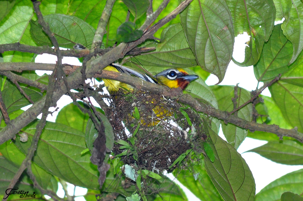 Chestnut-Fronted Shrike-Babbler