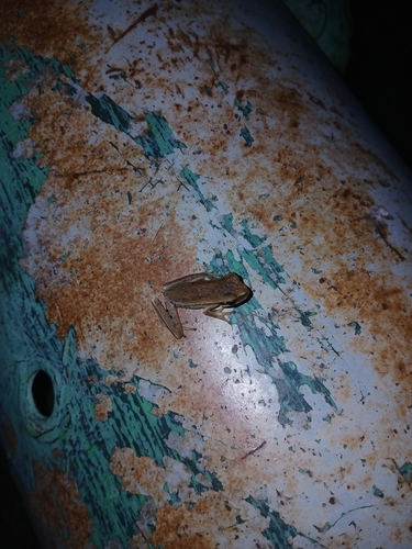 Montevideo Tree Frog