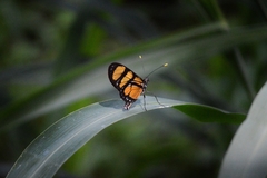 Methona themisto