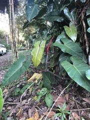Image of Philodendron erubescens