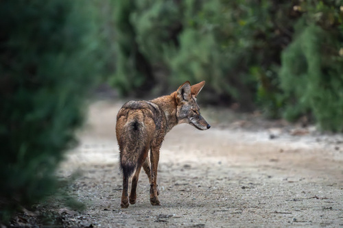 iNaturalist observation photo of Coyote