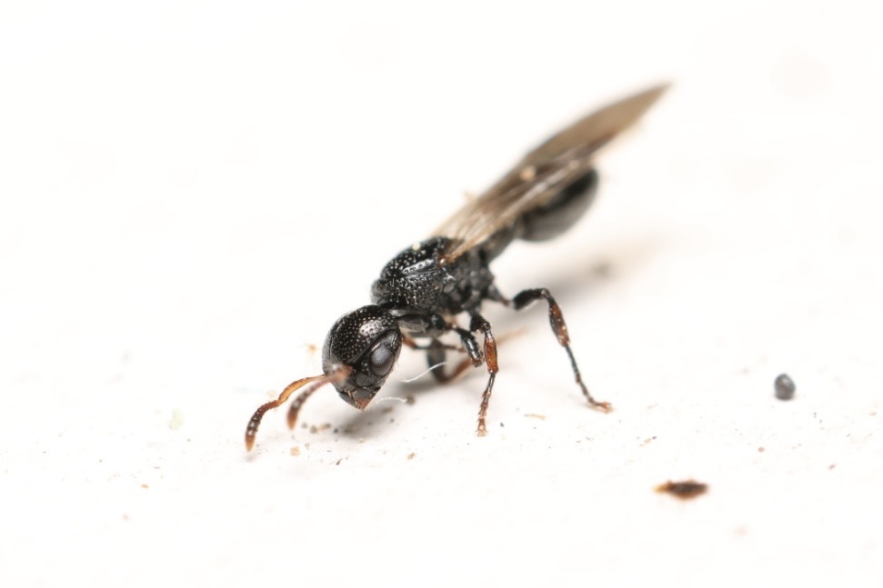 Procryptocerus schmitti