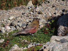 Leucosticte australis