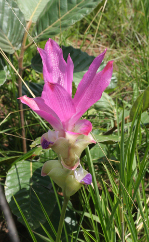 Curcuma alismatifolia