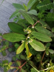 Euphorbia hypericifolia