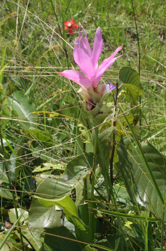 Curcuma alismatifolia