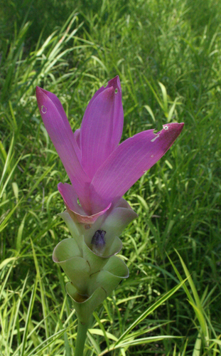 Curcuma alismatifolia