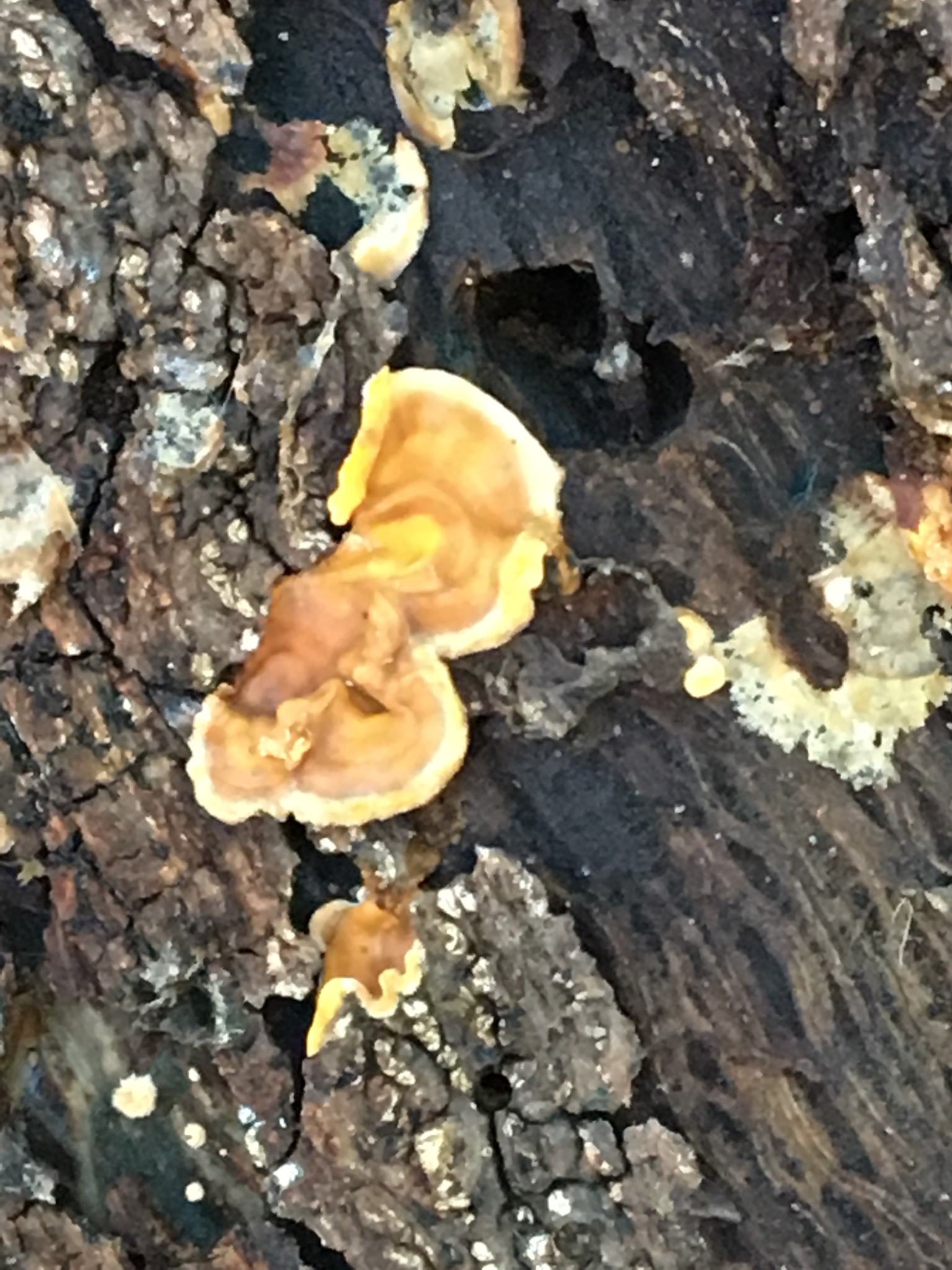 Stereum hirsutum image