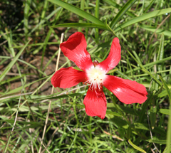 Decaschistia