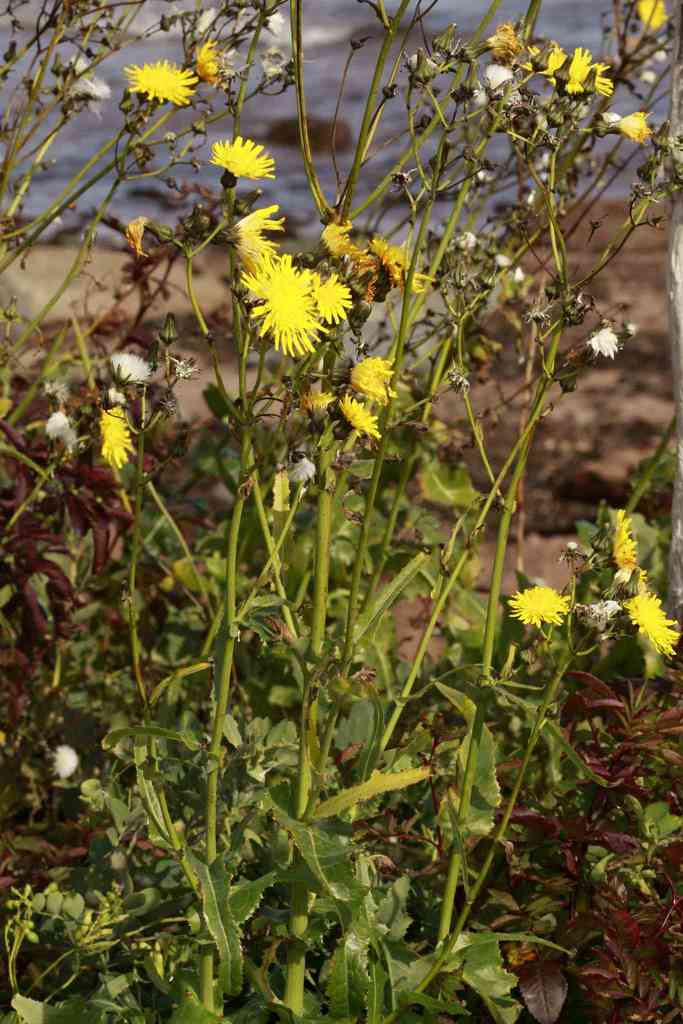 Smooth Field Sowthistle from Le Rocher-Percé, QC, Canada on September ...