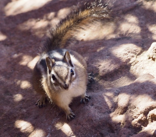Uinta Chipmunk observed by misse0819
