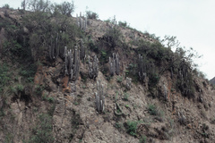 Cleistocactus strausii