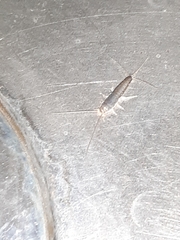 Ctenolepisma longicaudatum