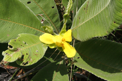 Dilleniaceae