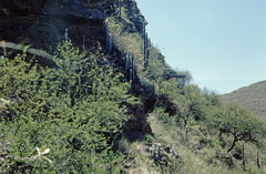 Cleistocactus strausii
