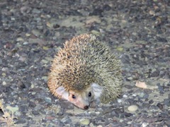 Hemiechinus auritus