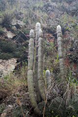 Cleistocactus strausii