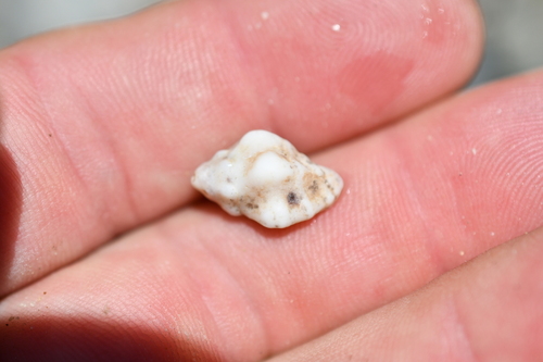 Pascula ochrostoma observed 2025-12-14
