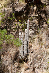 Cleistocactus strausii