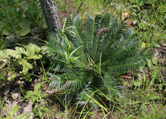 Cycas siamensis