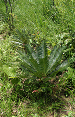 Cycas siamensis