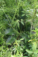 Cycas siamensis