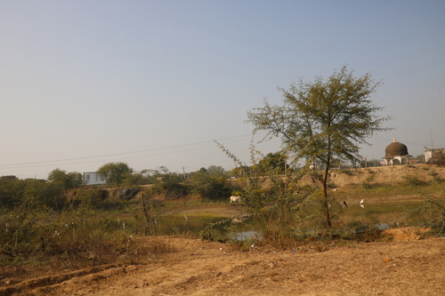 Black Drongo