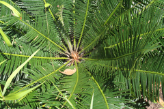 Cycas siamensis