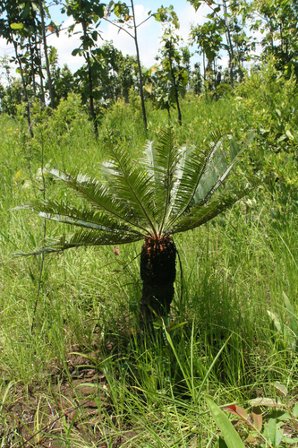 Cycad (Cycas siamensis)
