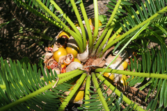 Cycas siamensis