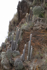 Cleistocactus strausii