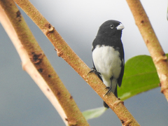 Sporophila luctuosa