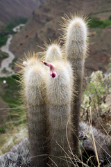 Cleistocactus strausii